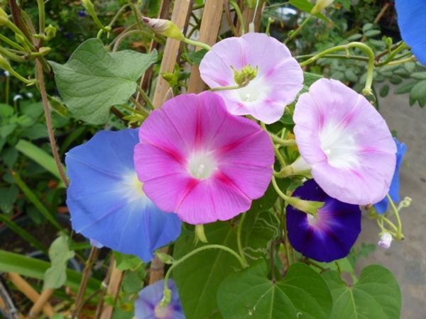 ภาพดอกไม้สวยๆ HD-3D-Wallpapers-Backgrounds (Flower)ภาพพื้นหลัง พักหน้าจอ No.12