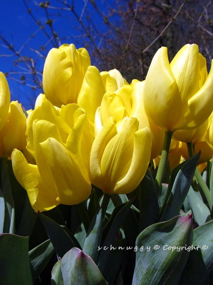 ภาพดอกไม้สวยๆ HD-3D-Wallpapers-Backgrounds (Flower)ภาพพื้นหลัง พักหน้าจอ No.12