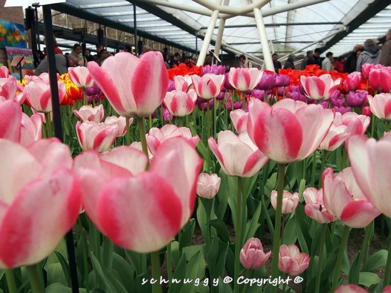 ภาพดอกไม้สวยๆ HD-3D-Wallpapers-Backgrounds (Flower)ภาพพื้นหลัง พักหน้าจอ No.12