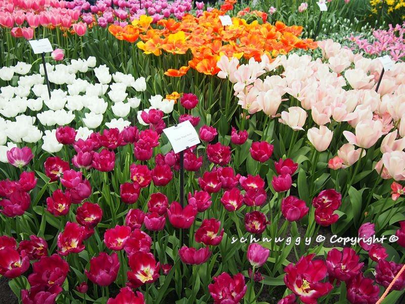 ภาพดอกไม้สวยๆ HD-3D-Wallpapers-Backgrounds (Flower)ภาพพื้นหลัง พักหน้าจอ No.12