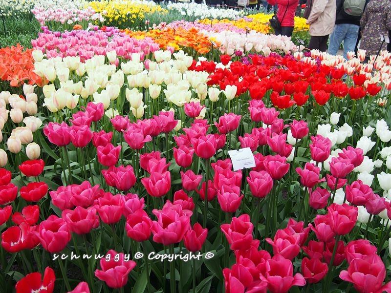 ภาพดอกไม้สวยๆ HD-3D-Wallpapers-Backgrounds (Flower)ภาพพื้นหลัง พักหน้าจอ No.12