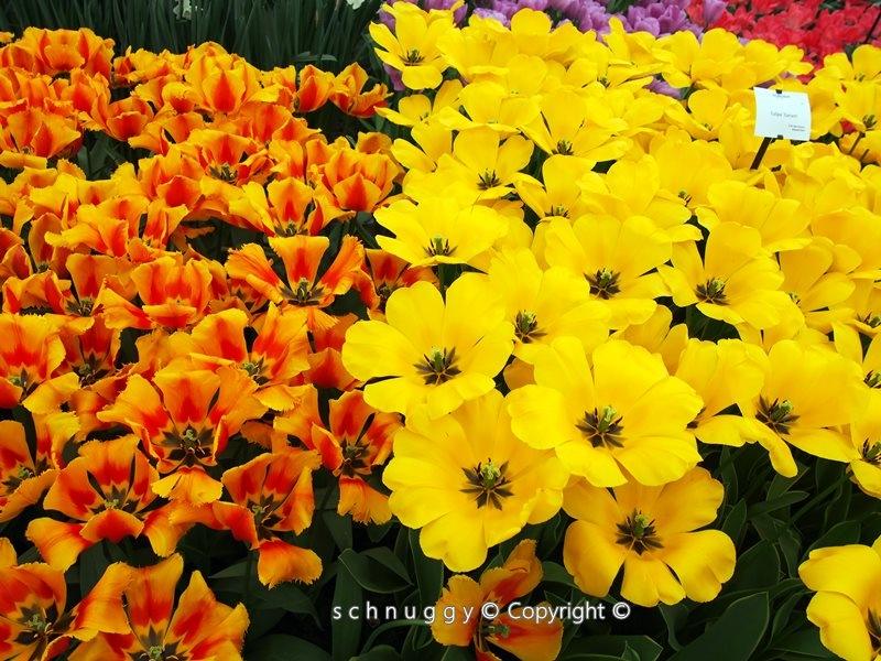 ภาพดอกไม้สวยๆ HD-3D-Wallpapers-Backgrounds (Flower)ภาพพื้นหลัง พักหน้าจอ No.12