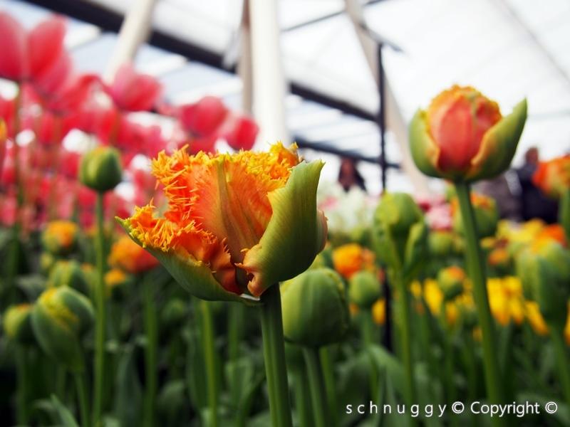 ภาพดอกไม้สวยๆ HD-3D-Wallpapers-Backgrounds (Flower)ภาพพื้นหลัง พักหน้าจอ No.13