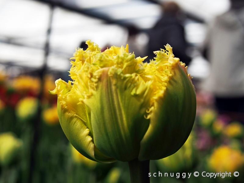 ภาพดอกไม้สวยๆ HD-3D-Wallpapers-Backgrounds (Flower)ภาพพื้นหลัง พักหน้าจอ No.13