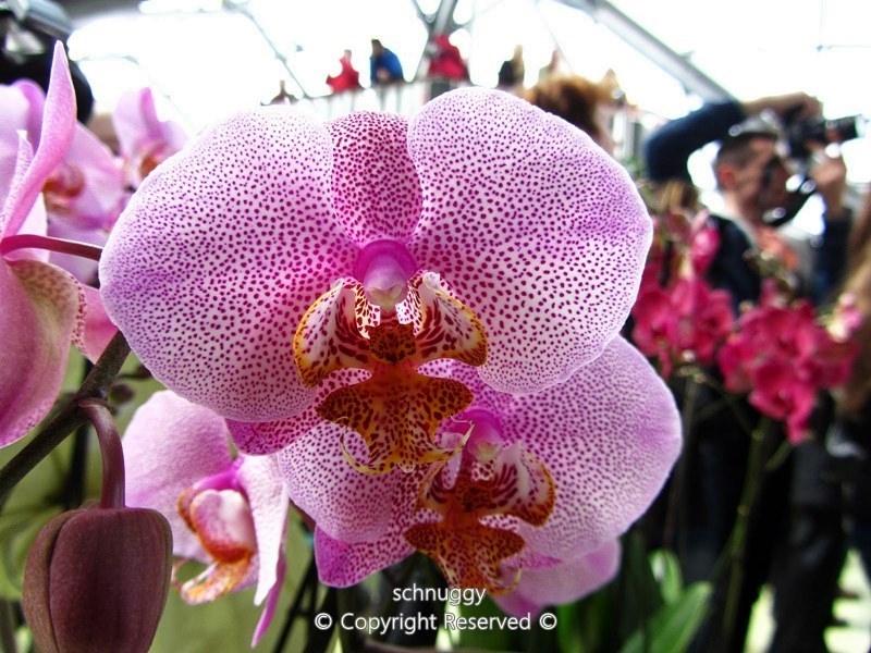 ภาพดอกไม้สวยๆ HD-3D-Wallpapers-Backgrounds (Flower)ภาพพื้นหลัง พักหน้าจอ No.13
