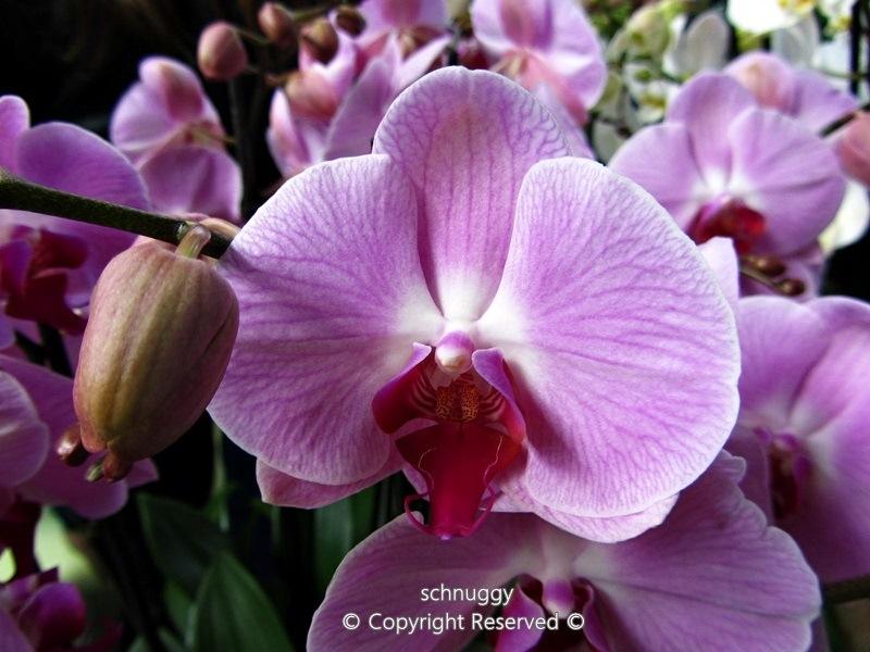 ภาพดอกไม้สวยๆ HD-3D-Wallpapers-Backgrounds (Flower)ภาพพื้นหลัง พักหน้าจอ No.13