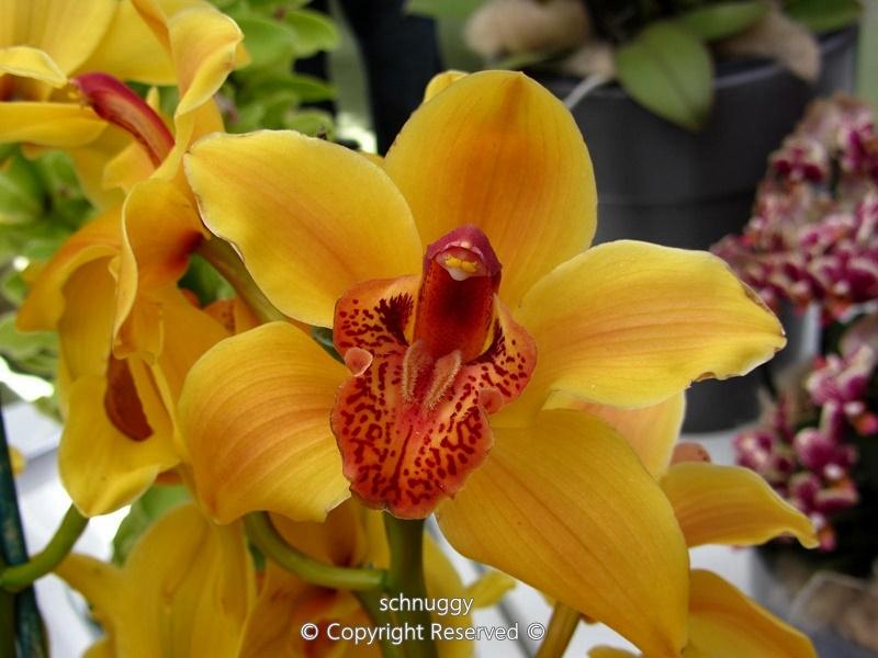 ภาพดอกไม้สวยๆ HD-3D-Wallpapers-Backgrounds (Flower)ภาพพื้นหลัง พักหน้าจอ No.13