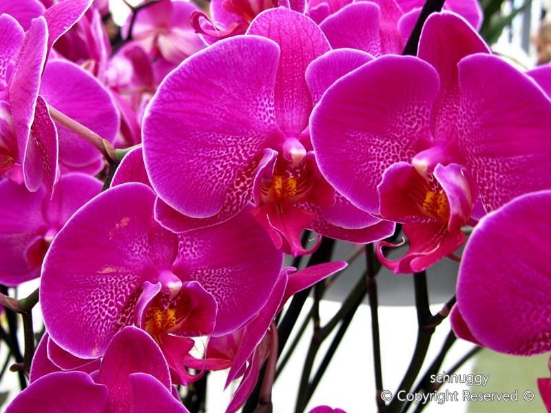 ภาพดอกไม้สวยๆ HD-3D-Wallpapers-Backgrounds (Flower)ภาพพื้นหลัง พักหน้าจอ No.13