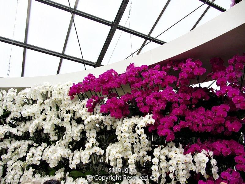 ภาพดอกไม้สวยๆ HD-3D-Wallpapers-Backgrounds (Flower)ภาพพื้นหลัง พักหน้าจอ No.13