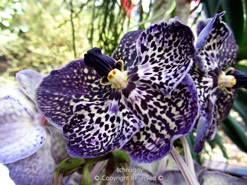 ภาพดอกไม้สวยๆ HD-3D-Wallpapers-Backgrounds (Flower)ภาพพื้นหลัง พักหน้าจอ No.13