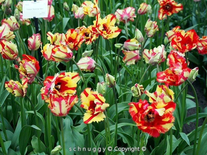 ภาพดอกไม้สวยๆ HD-3D-Wallpapers-Backgrounds (Flower)ภาพพื้นหลัง พักหน้าจอ No.13