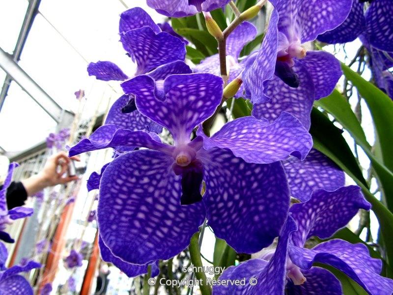 ภาพดอกไม้สวยๆ HD-3D-Wallpapers-Backgrounds (Flower)ภาพพื้นหลัง พักหน้าจอ No.13