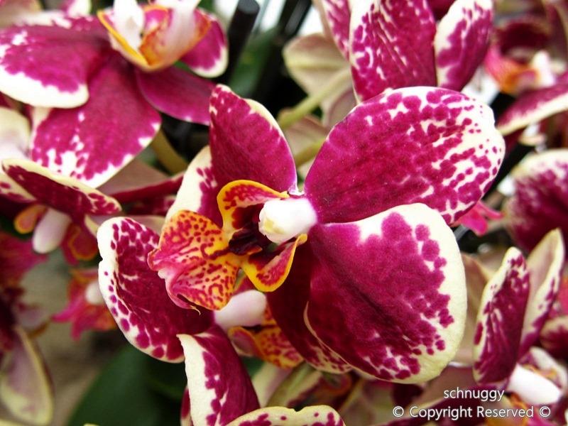 ภาพดอกไม้สวยๆ HD-3D-Wallpapers-Backgrounds (Flower)ภาพพื้นหลัง พักหน้าจอ No.13