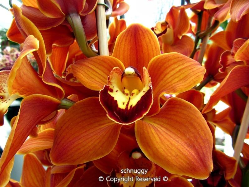 ภาพดอกไม้สวยๆ HD-3D-Wallpapers-Backgrounds (Flower)ภาพพื้นหลัง พักหน้าจอ No.13