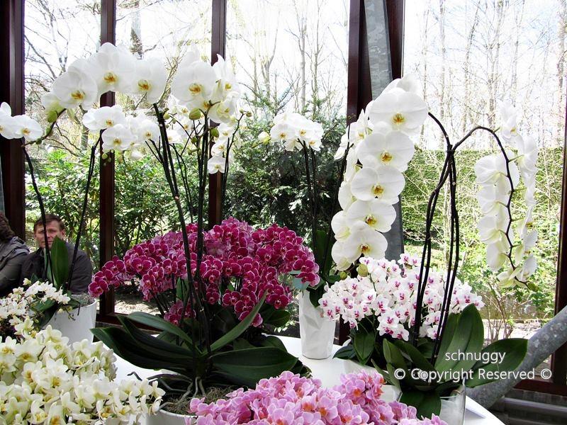 ภาพดอกไม้สวยๆ HD-3D-Wallpapers-Backgrounds (Flower)ภาพพื้นหลัง พักหน้าจอ No.13