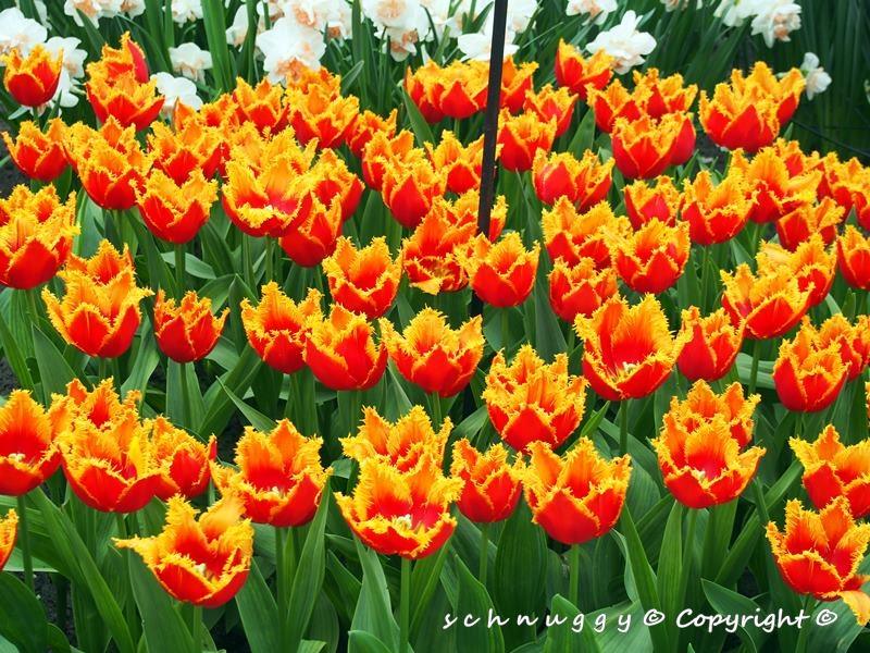 ภาพดอกไม้สวยๆ HD-3D-Wallpapers-Backgrounds (Flower)ภาพพื้นหลัง พักหน้าจอ No.13