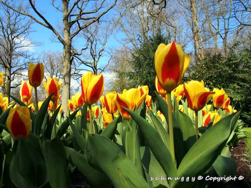ภาพดอกไม้สวยๆ HD-3D-Wallpapers-Backgrounds (Flower)ภาพพื้นหลัง พักหน้าจอ No.13