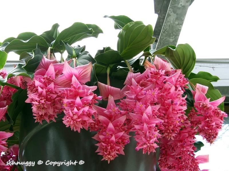 ภาพดอกไม้สวยๆ HD-3D-Wallpapers-Backgrounds (Flower)ภาพพื้นหลัง พักหน้าจอ No.13