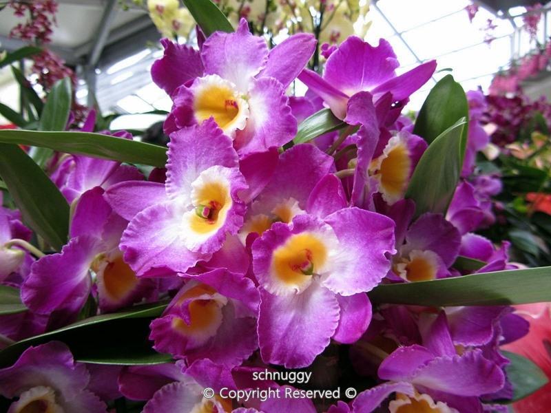 ภาพดอกไม้สวยๆ HD-3D-Wallpapers-Backgrounds (Flower)ภาพพื้นหลัง พักหน้าจอ No.13