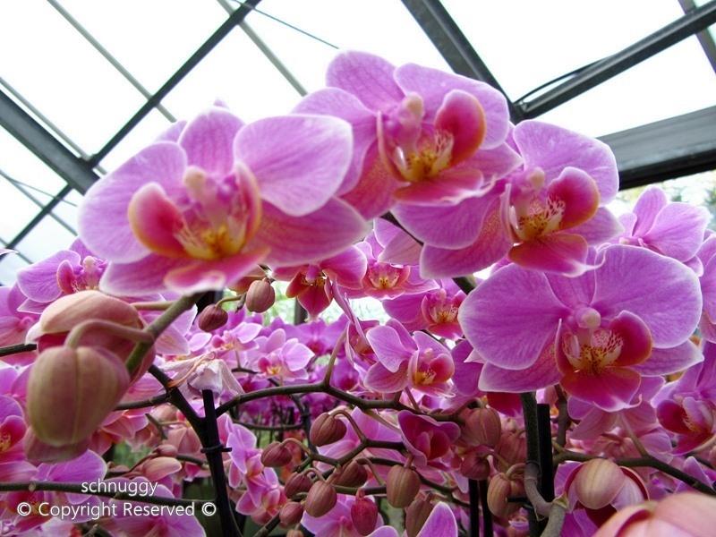 ภาพดอกไม้สวยๆ HD-3D-Wallpapers-Backgrounds (Flower)ภาพพื้นหลัง พักหน้าจอ No.14