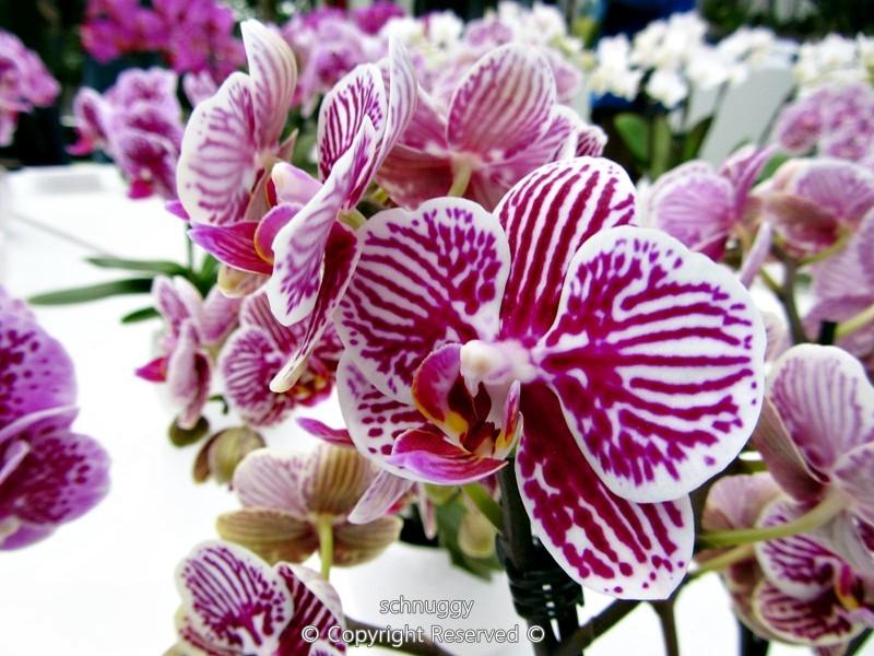 ภาพดอกไม้สวยๆ HD-3D-Wallpapers-Backgrounds (Flower)ภาพพื้นหลัง พักหน้าจอ No.14