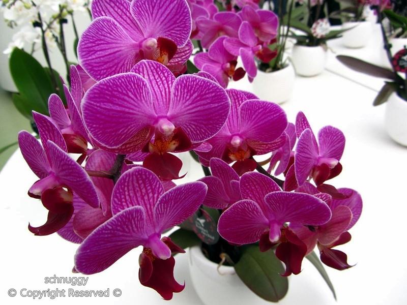 ภาพดอกไม้สวยๆ HD-3D-Wallpapers-Backgrounds (Flower)ภาพพื้นหลัง พักหน้าจอ No.14