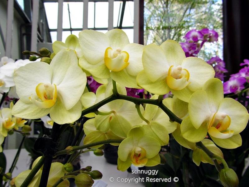 ภาพดอกไม้สวยๆ HD-3D-Wallpapers-Backgrounds (Flower)ภาพพื้นหลัง พักหน้าจอ No.14