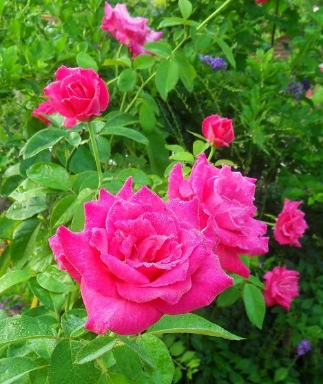ภาพดอกไม้สวยๆ HD-3D-Wallpapers-Backgrounds (Flower)ภาพพื้นหลัง พักหน้าจอ No.14