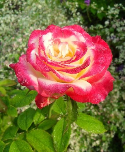 ภาพดอกไม้สวยๆ HD-3D-Wallpapers-Backgrounds (Flower)ภาพพื้นหลัง พักหน้าจอ No.14