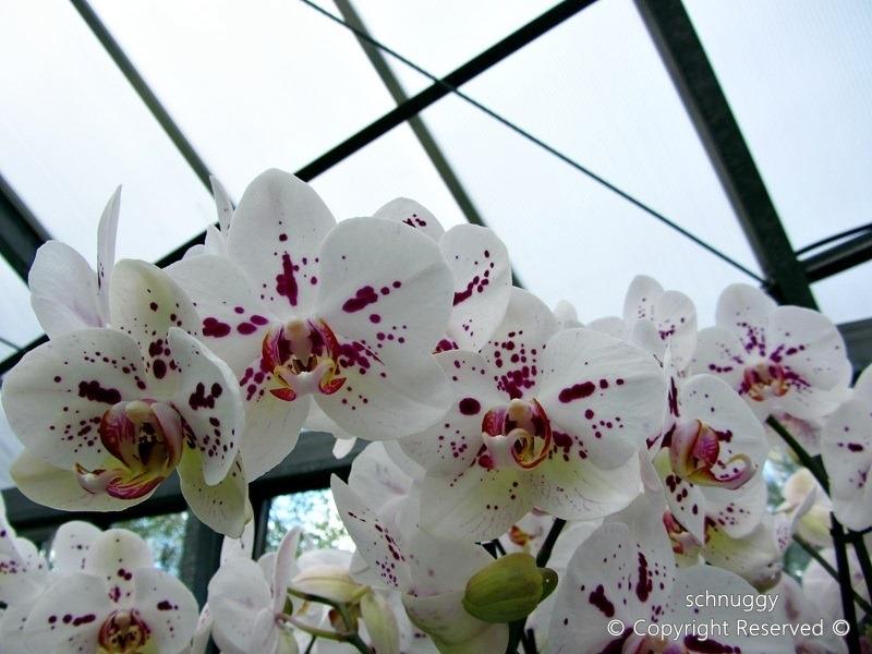 ภาพดอกไม้สวยๆ HD-3D-Wallpapers-Backgrounds (Flower)ภาพพื้นหลัง พักหน้าจอ No.14