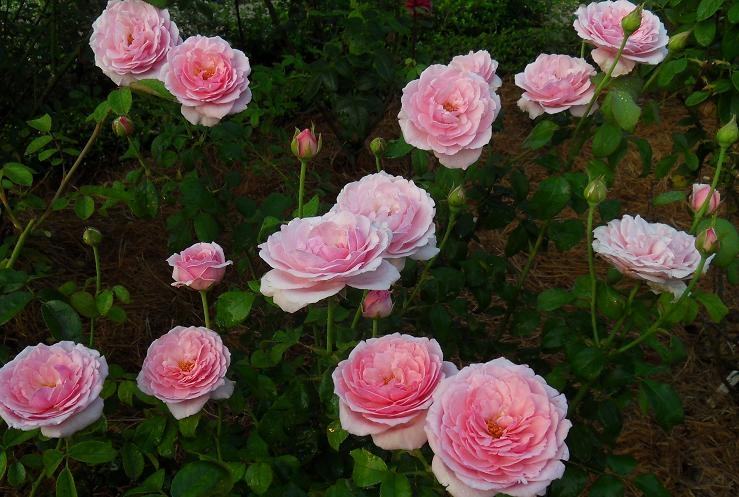 ภาพดอกไม้สวยๆ HD-3D-Wallpapers-Backgrounds (Flower)ภาพพื้นหลัง พักหน้าจอ No.14