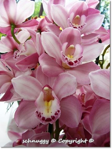 ภาพดอกไม้สวยๆ HD-3D-Wallpapers-Backgrounds (Flower)ภาพพื้นหลัง พักหน้าจอ No.14