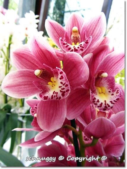 ภาพดอกไม้สวยๆ HD-3D-Wallpapers-Backgrounds (Flower)ภาพพื้นหลัง พักหน้าจอ No.14