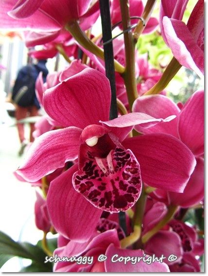 ภาพดอกไม้สวยๆ HD-3D-Wallpapers-Backgrounds (Flower)ภาพพื้นหลัง พักหน้าจอ No.14