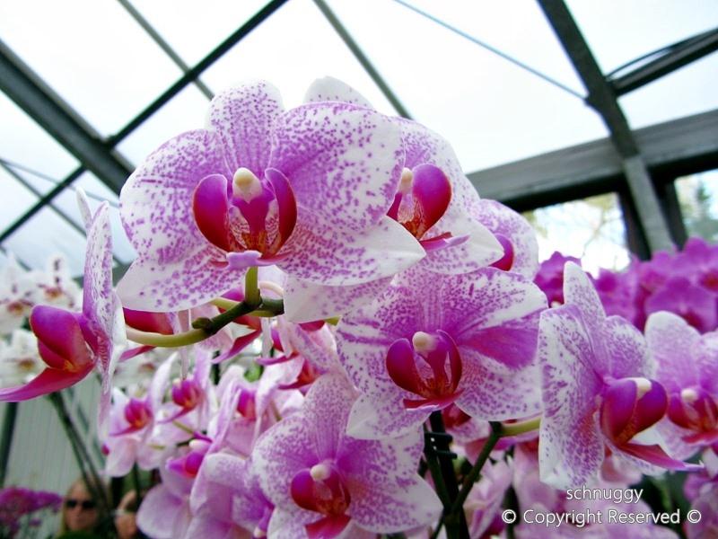ภาพดอกไม้สวยๆ HD-3D-Wallpapers-Backgrounds (Flower)ภาพพื้นหลัง พักหน้าจอ No.14
