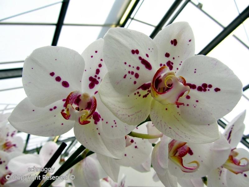 ภาพดอกไม้สวยๆ HD-3D-Wallpapers-Backgrounds (Flower)ภาพพื้นหลัง พักหน้าจอ No.14