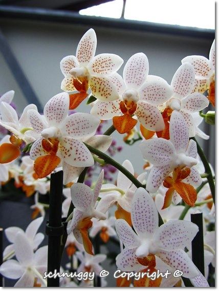 ภาพดอกไม้สวยๆ HD-3D-Wallpapers-Backgrounds (Flower)ภาพพื้นหลัง พักหน้าจอ No.14