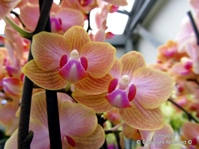 ภาพดอกไม้สวยๆ HD-3D-Wallpapers-Backgrounds (Flower)ภาพพื้นหลัง พักหน้าจอ No.14