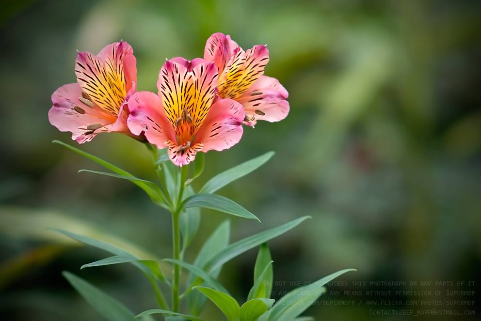 ภาพดอกไม้สวยๆ HD-3D-Wallpapers-Backgrounds (Flower)ภาพพื้นหลัง พักหน้าจอ No.15