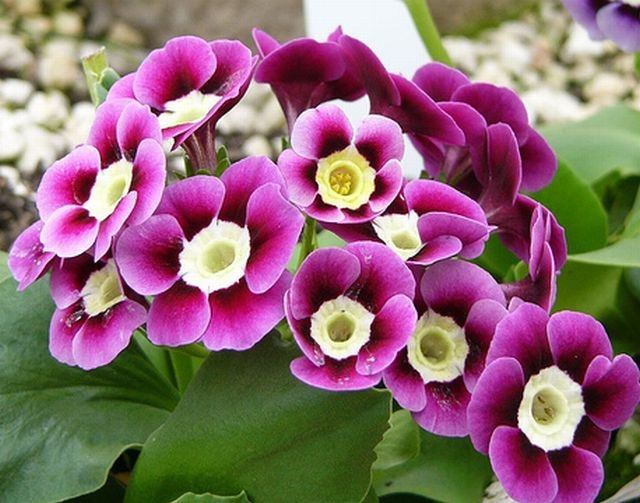 ภาพดอกไม้สวยๆ HD-3D-Wallpapers-Backgrounds (Flower)ภาพพื้นหลัง พักหน้าจอ No.15