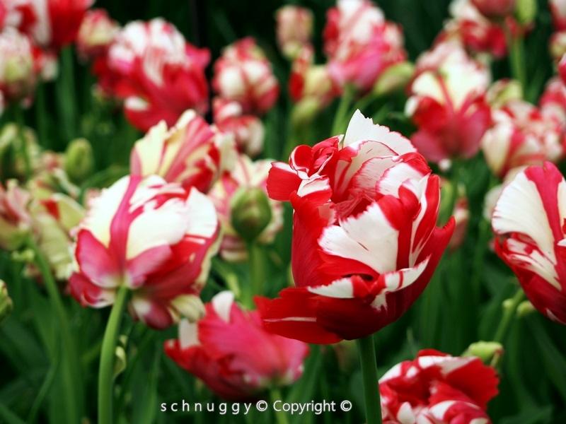 ภาพดอกไม้สวยๆ HD-3D-Wallpapers-Backgrounds (Flower)ภาพพื้นหลัง พักหน้าจอ No.15