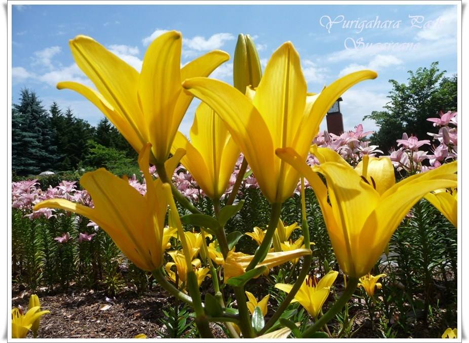 ภาพดอกไม้สวยๆ HD-3D-Wallpapers-Backgrounds (Flower)ภาพพื้นหลัง พักหน้าจอ No.15