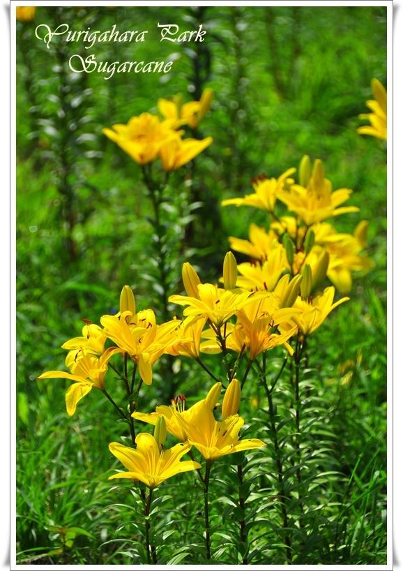 ภาพดอกไม้สวยๆ HD-3D-Wallpapers-Backgrounds (Flower)ภาพพื้นหลัง พักหน้าจอ No.15