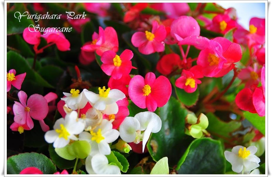 ภาพดอกไม้สวยๆ HD-3D-Wallpapers-Backgrounds (Flower)ภาพพื้นหลัง พักหน้าจอ No.15