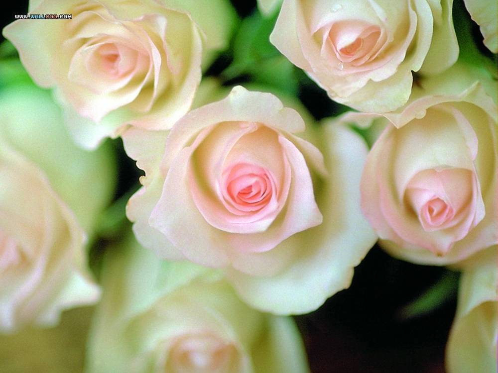 ภาพดอกไม้สวยๆ HD-3D-Wallpapers-Backgrounds (Flower)ภาพพื้นหลัง พักหน้าจอ No.15