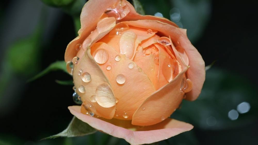 ภาพดอกไม้สวยๆ HD-3D-Wallpapers-Backgrounds (Flower)ภาพพื้นหลัง พักหน้าจอ No.15