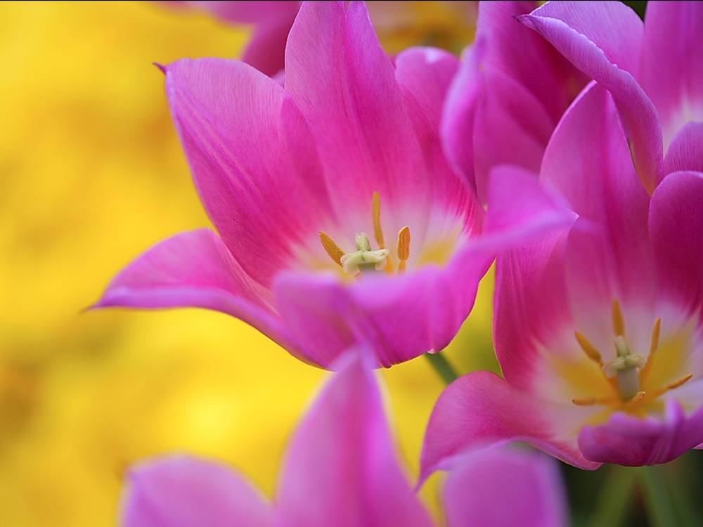 ภาพดอกไม้สวยๆ HD-3D-Wallpapers-Backgrounds (Flower)ภาพพื้นหลัง พักหน้าจอ No.15