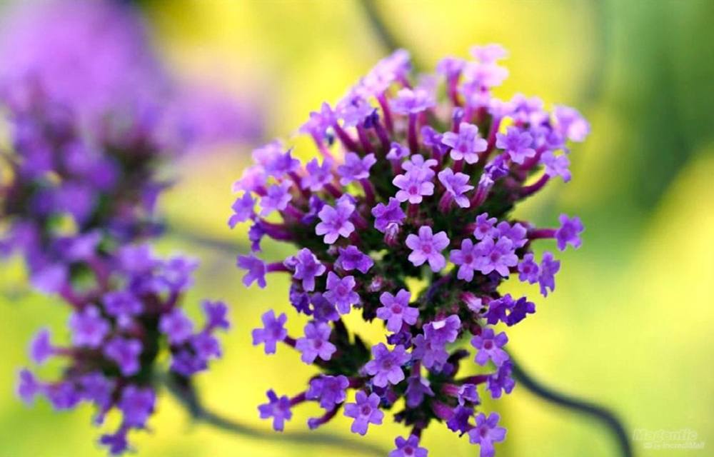 ภาพดอกไม้สวยๆ HD-3D-Wallpapers-Backgrounds (Flower)ภาพพื้นหลัง พักหน้าจอ No.15