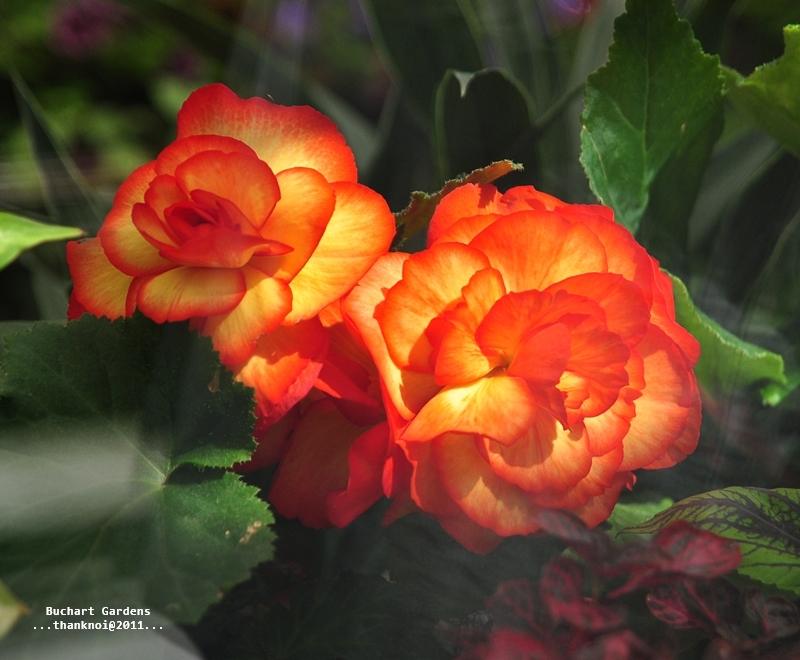ภาพดอกไม้สวยๆ HD-3D-Wallpapers-Backgrounds (Flower)ภาพพื้นหลัง พักหน้าจอ No.15