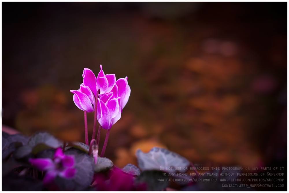 ภาพดอกไม้สวยๆ HD-3D-Wallpapers-Backgrounds (Flower)ภาพพื้นหลัง พักหน้าจอ No.15